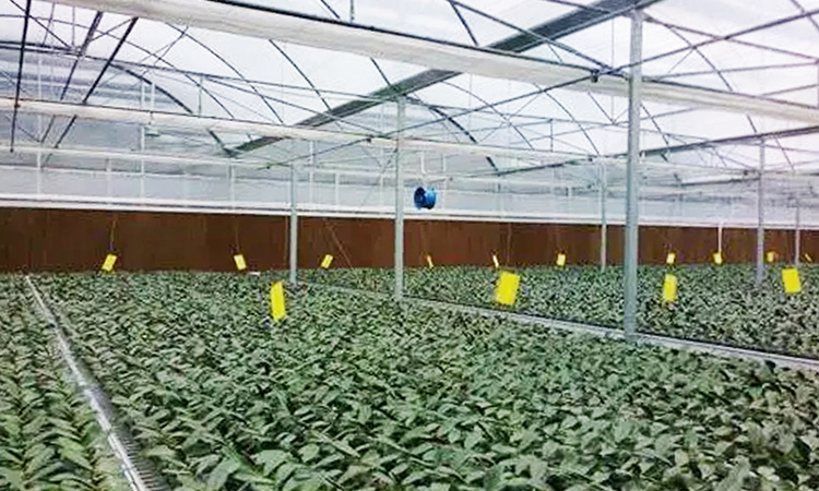 野菜・果樹温室換気冷却ケース